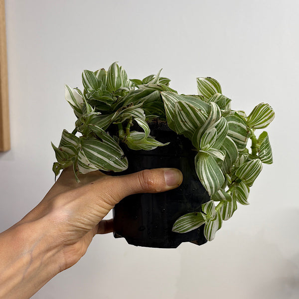 Tradescantia Flumensis Quicksilver 120mm