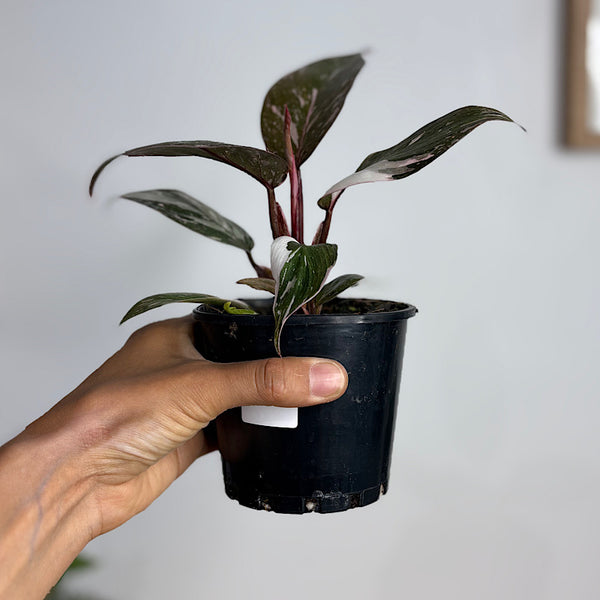 Pink Princess Philodendron Marble 100mm