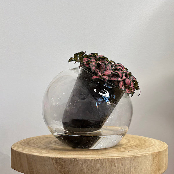 Fittonia Pink in Medium Tilted Self Watering Glass Pot