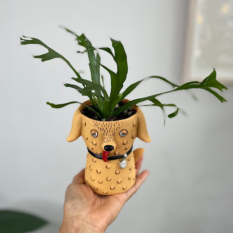 Birds Nest Fern in Baby Goldie Dog Planter