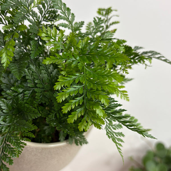 White Rabbit's Foot Fern in Small Pilu Pot Grey
