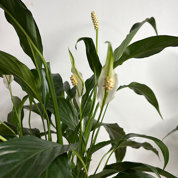Peace Lily in Medium Orbit Pot Oatmeal