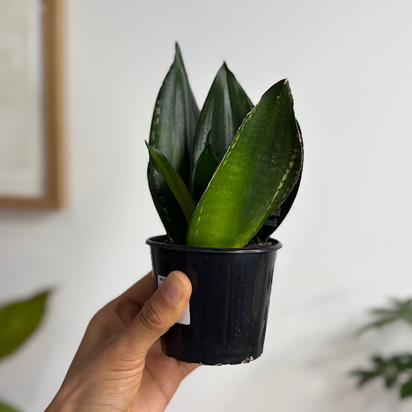 Sansevieria Whitney Hahnii Snake Plant 80mm