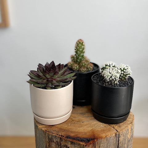Succulent/ Cactus in Mini Oslo Pot