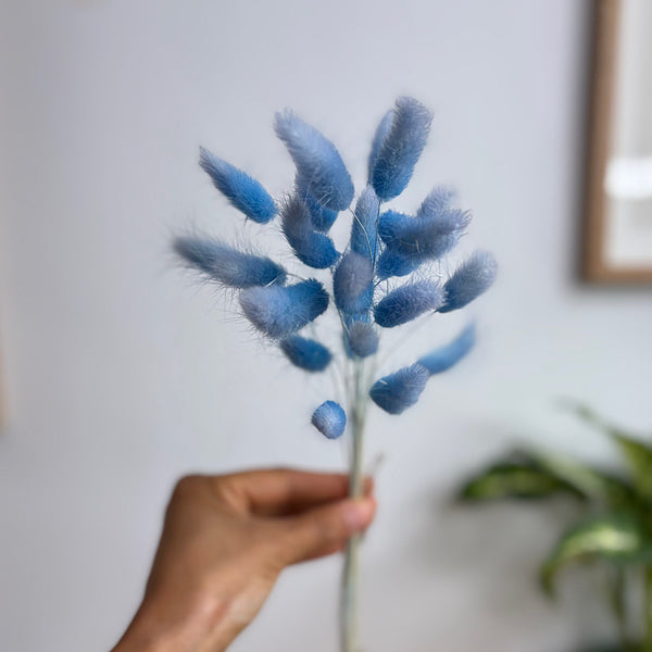 Preserved Bunny Tails