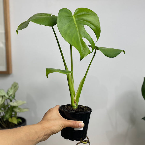 Monstera Deliciosa Tauerii Round Leaf 100mm