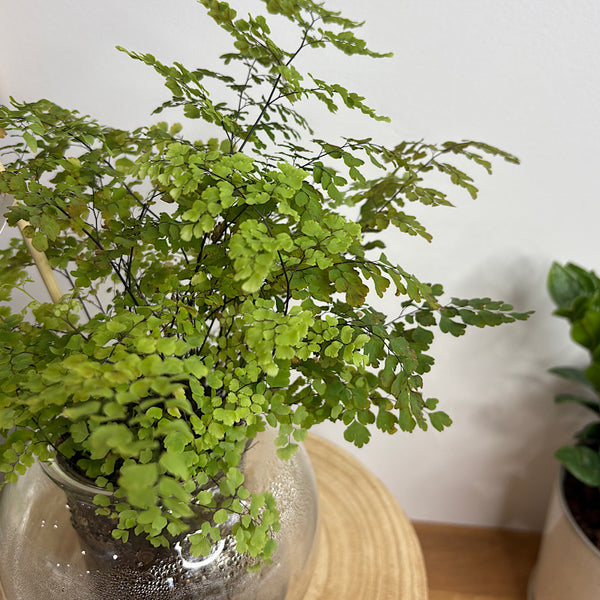 Maidenhair Fern in Medium Self Watering Glass Pot