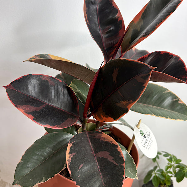 Ficus Elastica Ruby in Large Oslo Pot Sienna