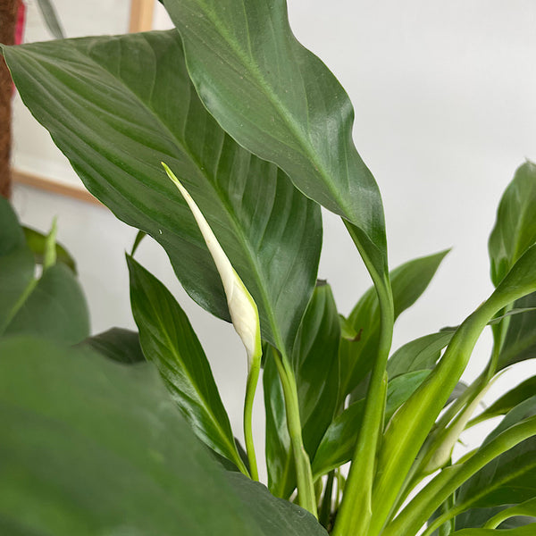 Peace Lily in Small Orbit Pot Oatmeal