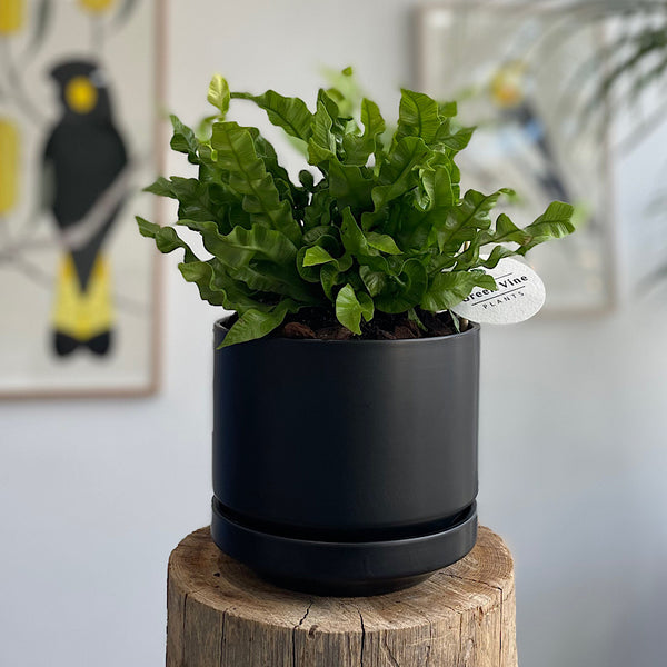 Crispy Wave Birds Nest Fern in Medium Zurich Pot Black