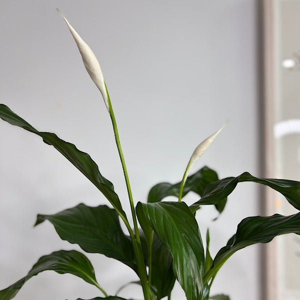 Peace Lily in Landon Pot White