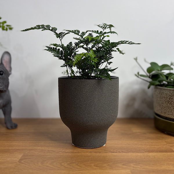 White Rabbit's Foot Fern in Small Pilu Pot Black