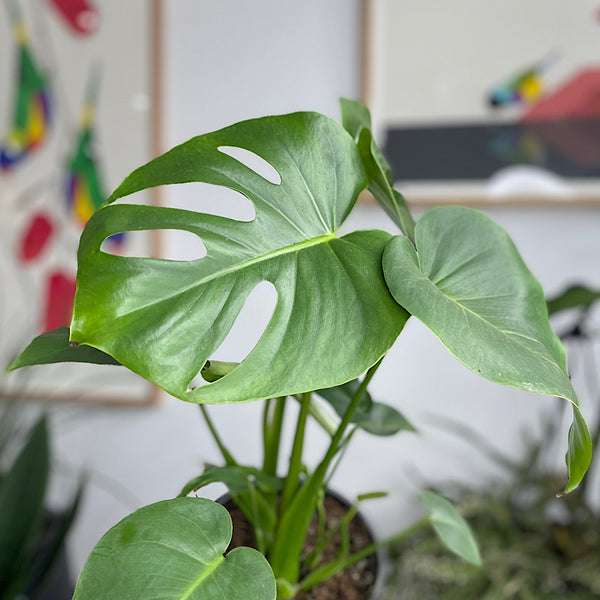 Monstera Deliciosa 170mm