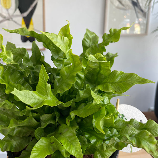 Crispy Wave Birds Nest Fern in Medium Zurich Pot Black