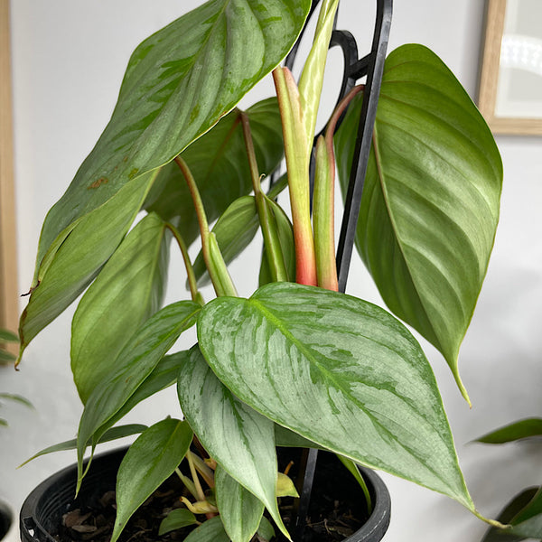 Philodendron Sodiroi 130mm