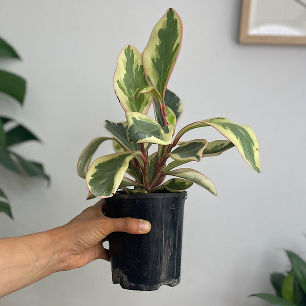 Peperomia Clusiifolia Jelly 130mm