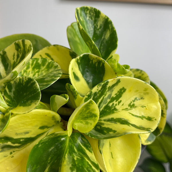 Peperomia Obtusifolia Marble 130mm