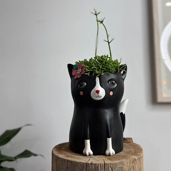 Rhipsalis in Black Pretty Kitty Pot