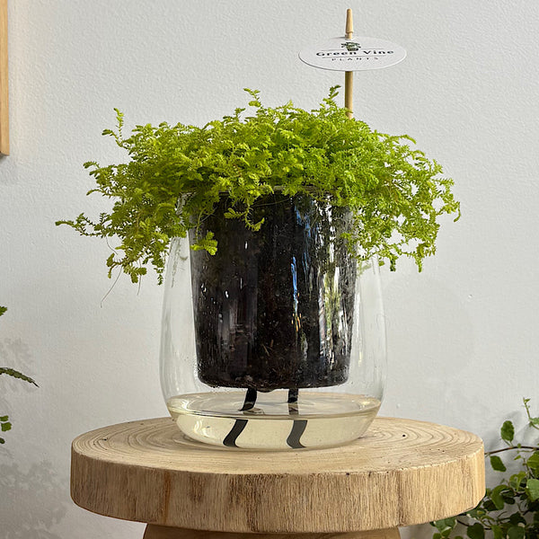 Golden Club Moss in Large Self Watering Glass Pot