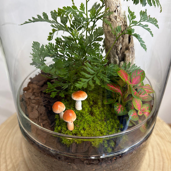 Capsule Dome Forrest Terrarium with Mushrooms