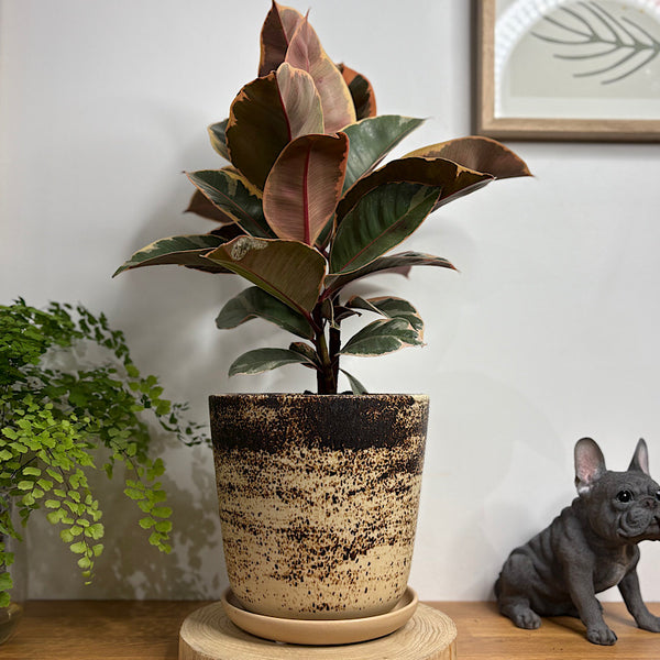 Ficus Tineke in Large Gerti Pot Cookies & Cream