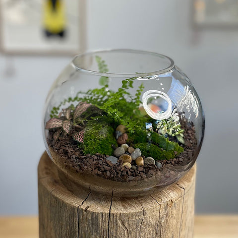 Lush Medium Low Fishbowl Terrarium