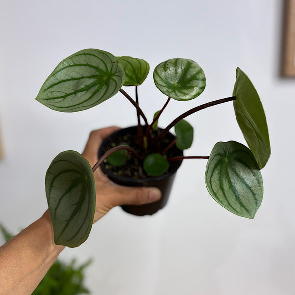Peperomia Argyreia Watermelon 100mm