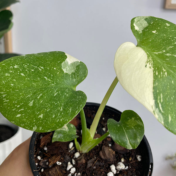 Monstera Thai Constellation Variegated 120mm