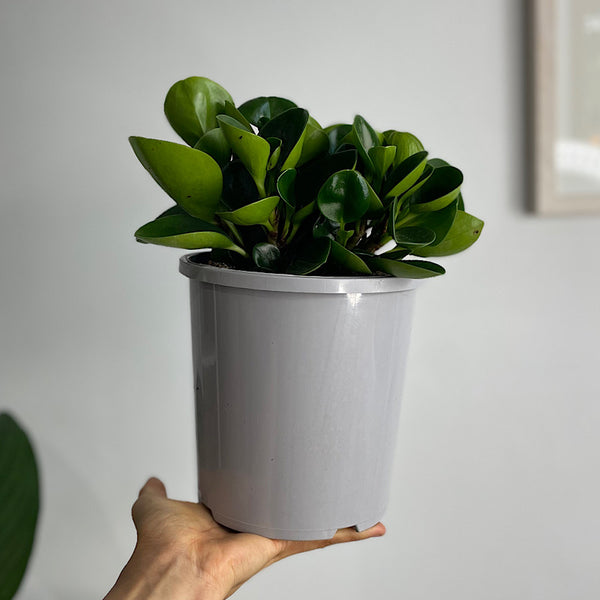 Peperomia Obtusifolia 170mm