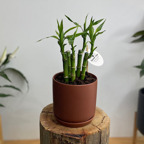 Lucky Bamboo in Small Oslo Pot Brick