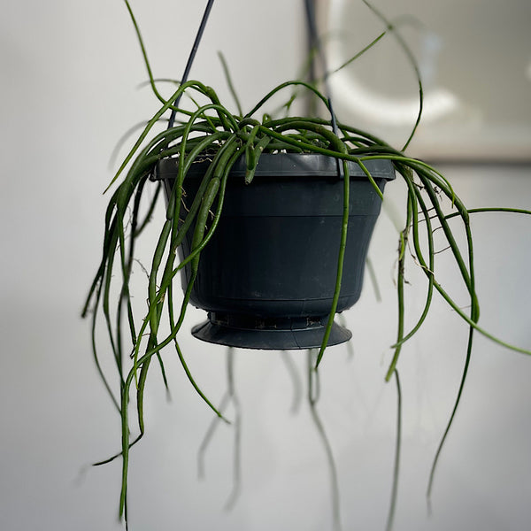 Rhipsalis Baccifera 150mm Hanging