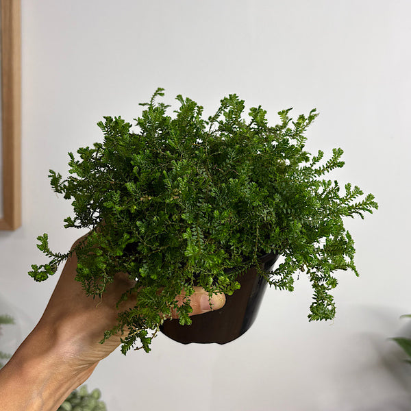 Selaginella Kraussiana Green Club Moss 120mm