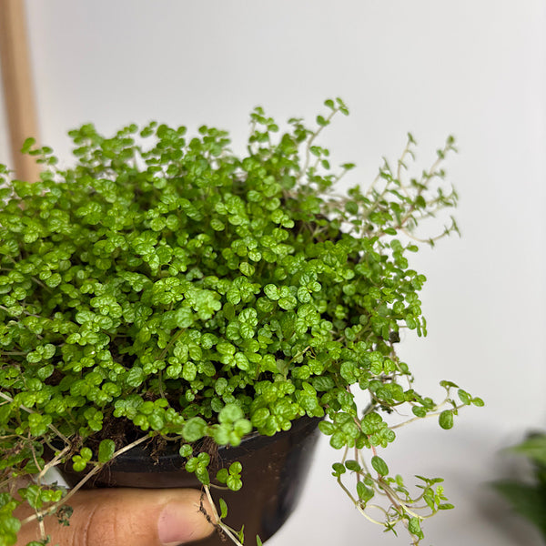 Soleirolia Soleirolii Baby Tears 120mm
