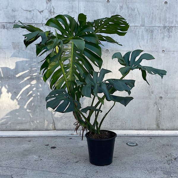 Monstera Deliciosa 250mm