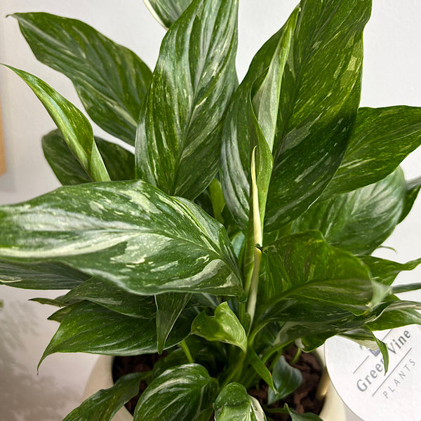 Domino Peace Lily in Small Orbit Pot Oatmeal