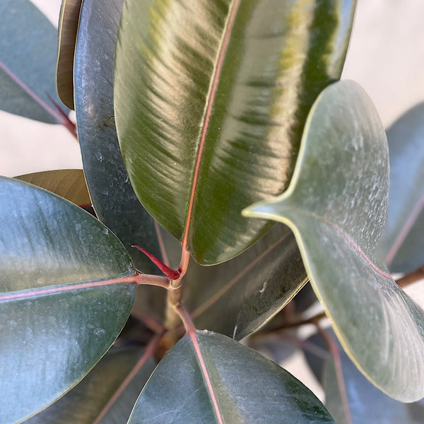 Ficus Elastica Burgundy Indian Rubber Tree 200mm