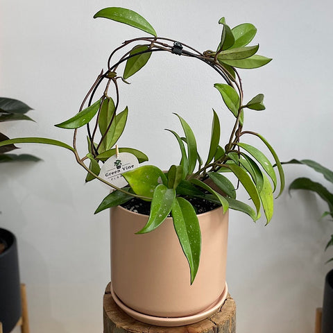 Hoya Pubicalyx on Circle Hoop in Large Oslo Pot Peach