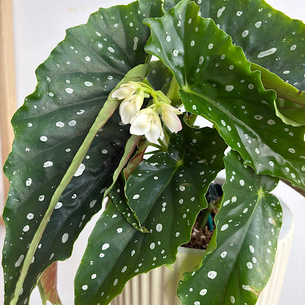 Begonia Maculata in Palina Pedestal Pot Ivory