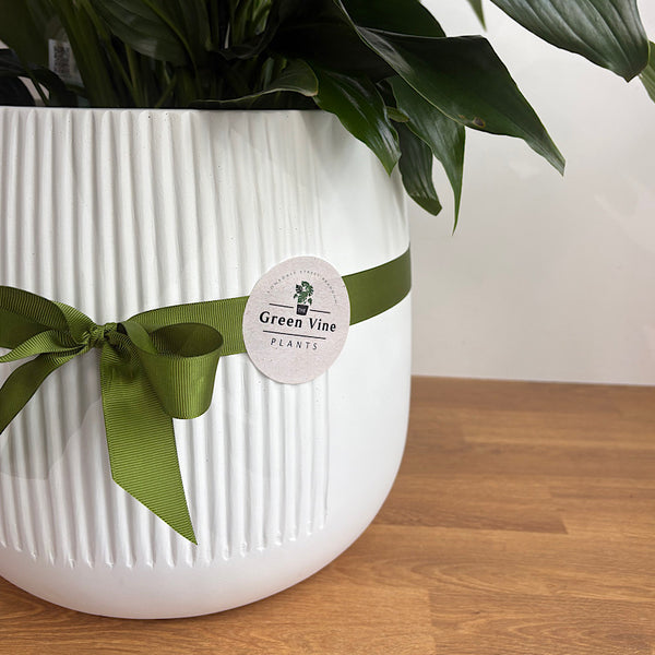 Deluxe X-Large Flowering Peace Lily in Dune Pot White