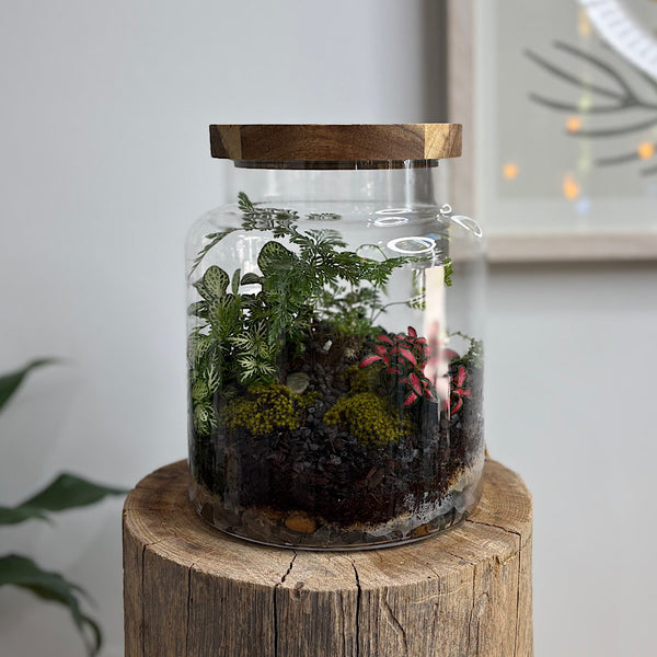Fern & Fittonia Timber Lid Leo Terrarium