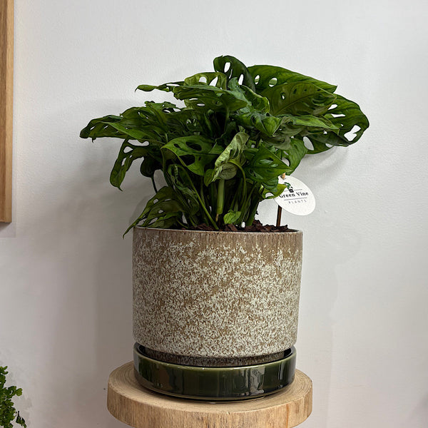 Monstera Monkey Mask in Large Pollock Pot Limestone