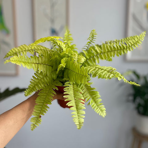 Nephrolepis Tiger Variegata Fern 130mm