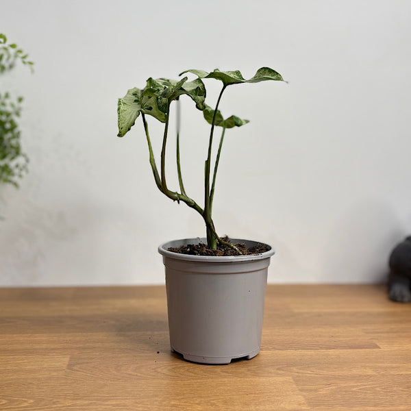 Syngonium Three Kings 105mm