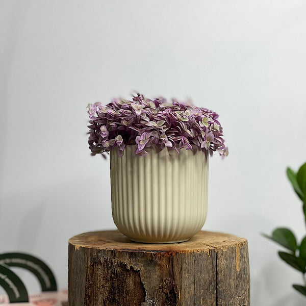 Pink Panther in Small Palina Pot Ivory