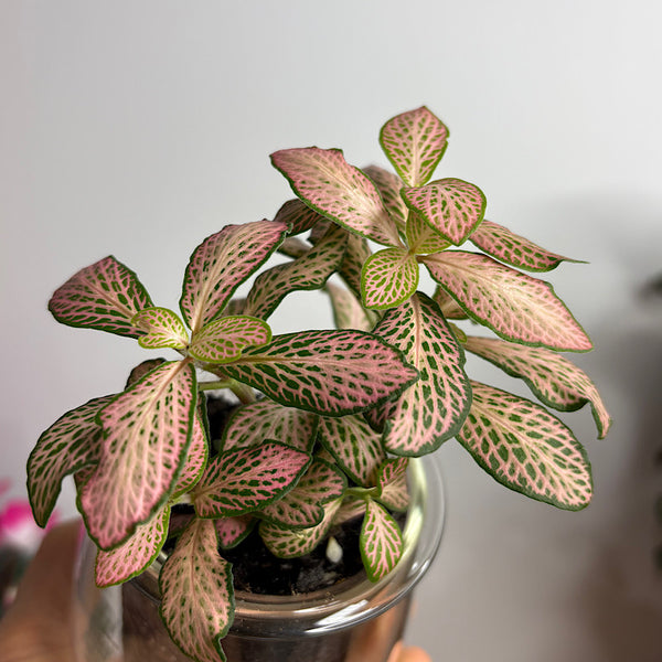 Fittonia Pink in Mini Self Watering Glass Pot