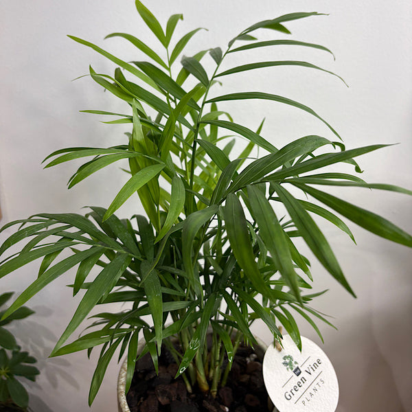 Parlour Palm in Small Pollock Pot Limestone
