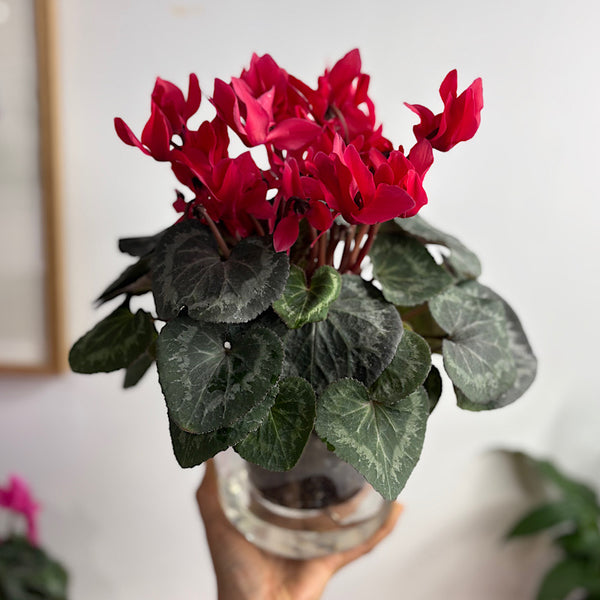 Cyclamen Red in Large Self Watering Glass Pot