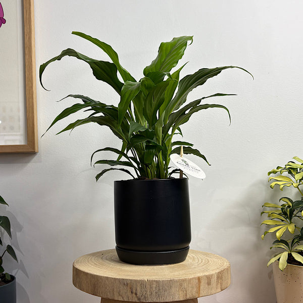 Peace Lily in Small Oslo Pot Black
