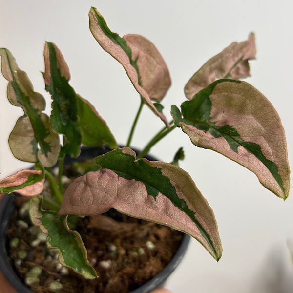Syngonium Pink Lava 100mm