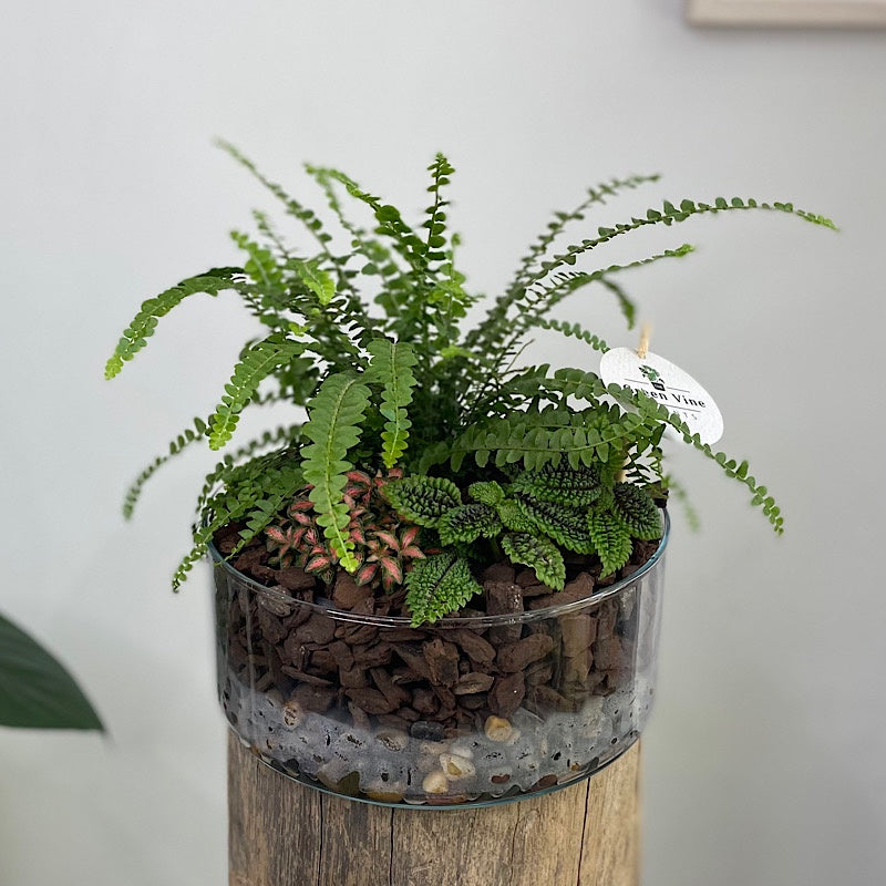 Glass Indoor Garden Bowl #2610